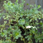 Convolvulus sabiatus New White Moon