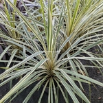 Cordyline australis Torbay Dazzler