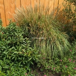 Miscanthus sinense Graziella