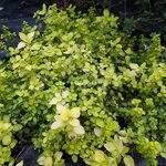 Origanum vulgare Aureum