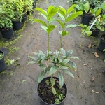 Osmanthus fragrans Aurantiacus