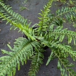 Polystichum minutum