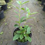Viburnum Sweet Talker