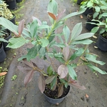 Viburnum odoratissimum Coppertop