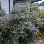 Vitex agnus-castus Blue Puffball