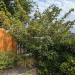 Zanthoxylum piperitum