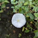 Convolvulus sabiatus Manati White (2)