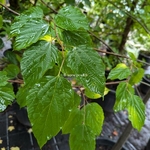 Hovenia dulcis (1)