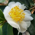 camellia sasanqua Terre-adélie (2)