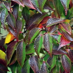 Cornus kousa Blue Shadow (1)