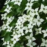 Cornus kousa Blue Shadow (3)
