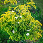Celestial-Shadow-Dogwood