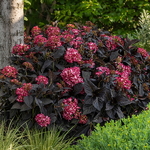 Hydrangea macrophylla Eclipse