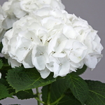 Hydrangea macrophylla Bride (1)
