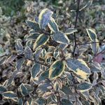 Elaeagnus ebbingei Gold Rim (2)
