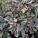 Elaeagnus ebbingei Gold Rim (3)