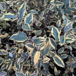 Elaeagnus ebbingei Gold Rim (4)