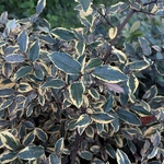 Elaeagnus ebbingei Gold Rim (1)