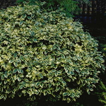 Elaeagnus pungens Goldrim (5)