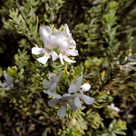 Westringia fruticosa Variegata