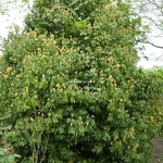 Neolitsea sericea (3)