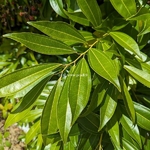 Neolitsea sericea (5)