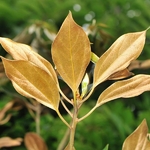 Neolitsea sericea (2)