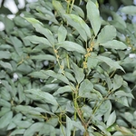 Neolitsea sericea (1)