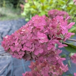 Hydrangea paniculata Framboisine