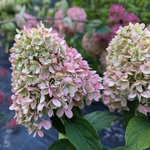 Hydrangea paniculata Mojito