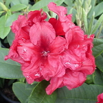 Rhododendron yakushimanum Dopey (2)