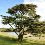 Cedrus libani