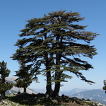 Cedrus libani (2)