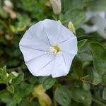 Convolvulus sabiatus New White Moon (1)