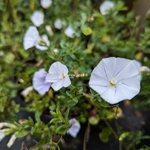 Convolvulus sabiatus New White Moon (2)