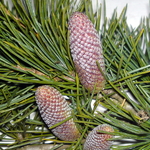 Cedrus libani
