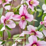 Philadelphus Petite Perfume Pink (23)