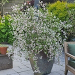 Philadelphus Petite Perfume Pink (11)