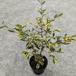 Elaeagnus pungens Goldrim