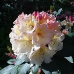 Rhododendron x Horizon Monarch (2)