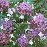 Hydrangea longifolia (6)