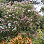 Hydrangea longifolia (3)