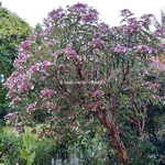 Hydrangea longifolia (1)
