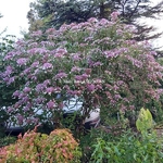 Hydrangea longifolia (5)