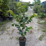 Cercis chinensis Avondale