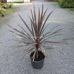 Cordyline australis Red Comet
