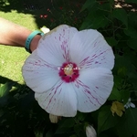 Hibiscus moscheutos Extreme White Eye