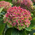 Hydrangea macrophylla Vibrant Verde (1)