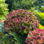 Hydrangea macrophylla Vibrant Verde (3)