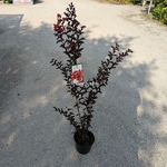 Lagerstroemia indica BS Crimson Red